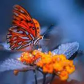 butterfly images for dp